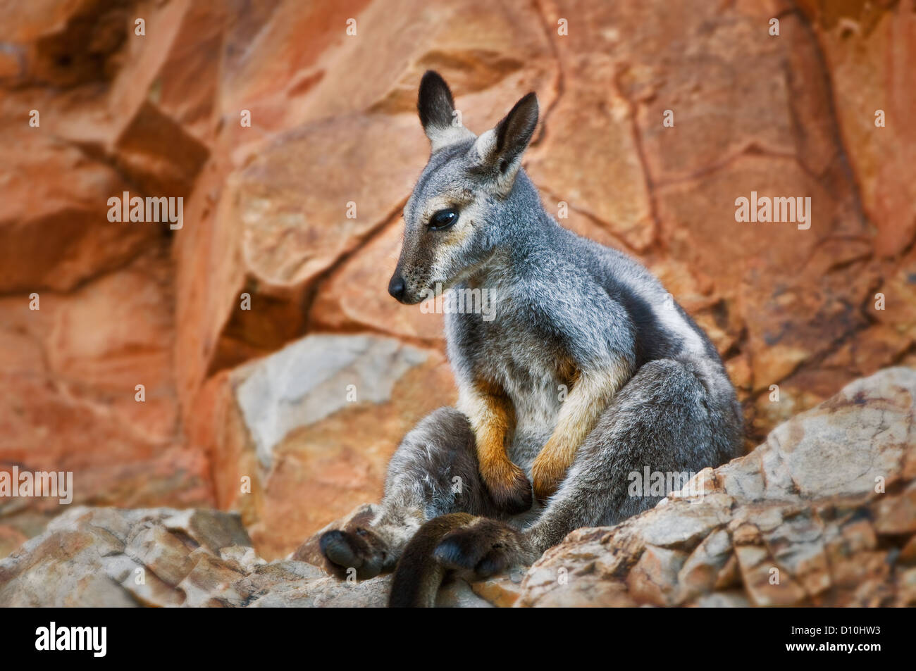 Black-footed Rock-wallaby sitting relaxed on rocks. Stock Photo