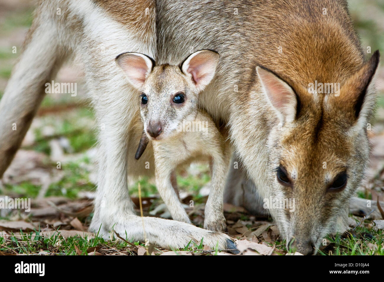 Joey of an Agile Wallaby watching attentively. Stock Photo