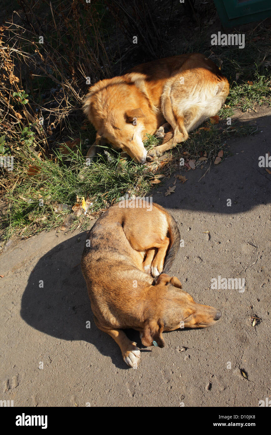 Bucharest, Romania, free-roaming dogs sleeping in the sun in the center of Bucharest Stock Photo