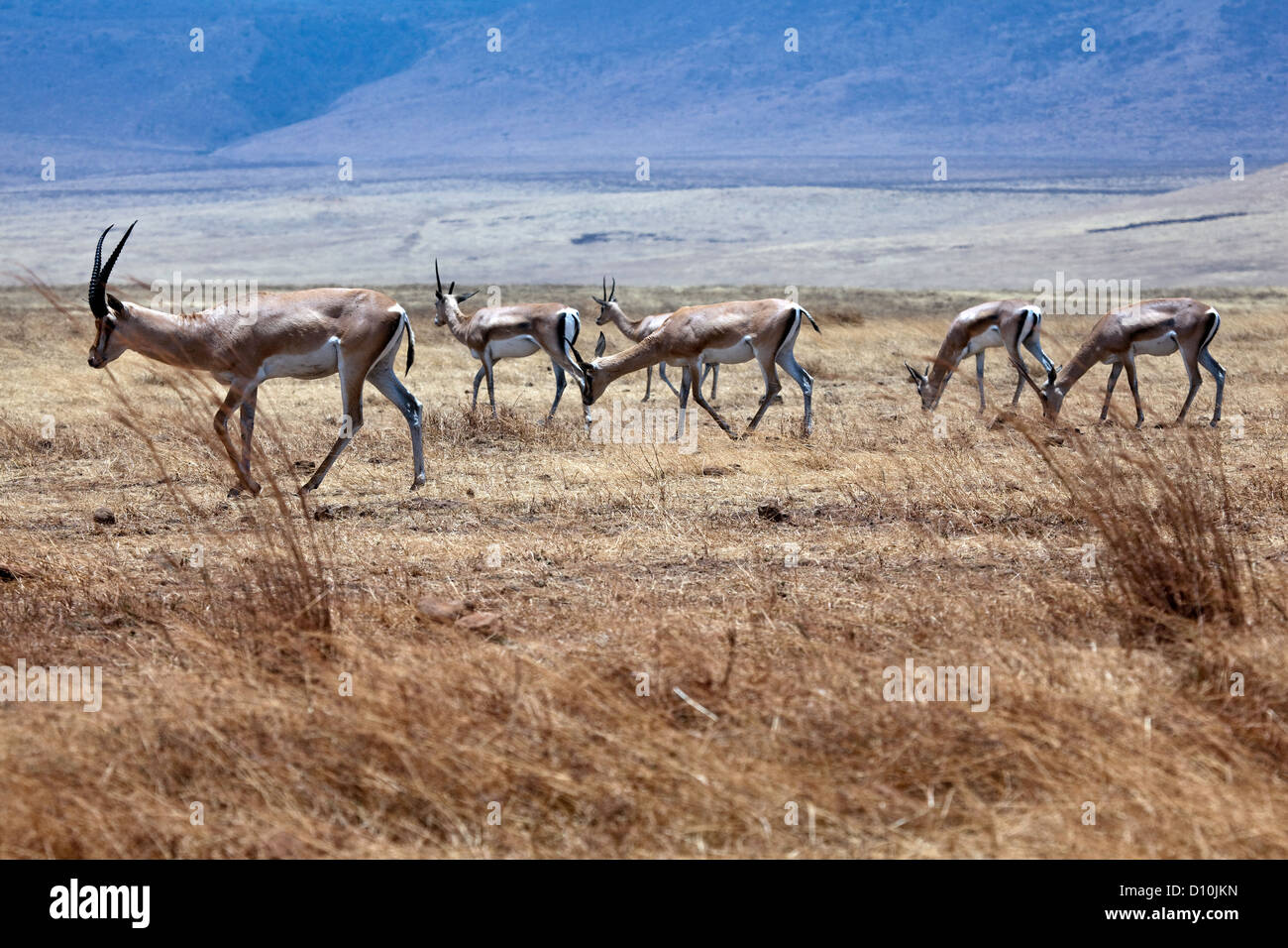 Herd Of Gerenuk AntelopeTanzania Africa Ngorongoro Crater Conservation Herd Of Gerenuk AntelopeTanzania Africa Ngorongoro Crater Conservation