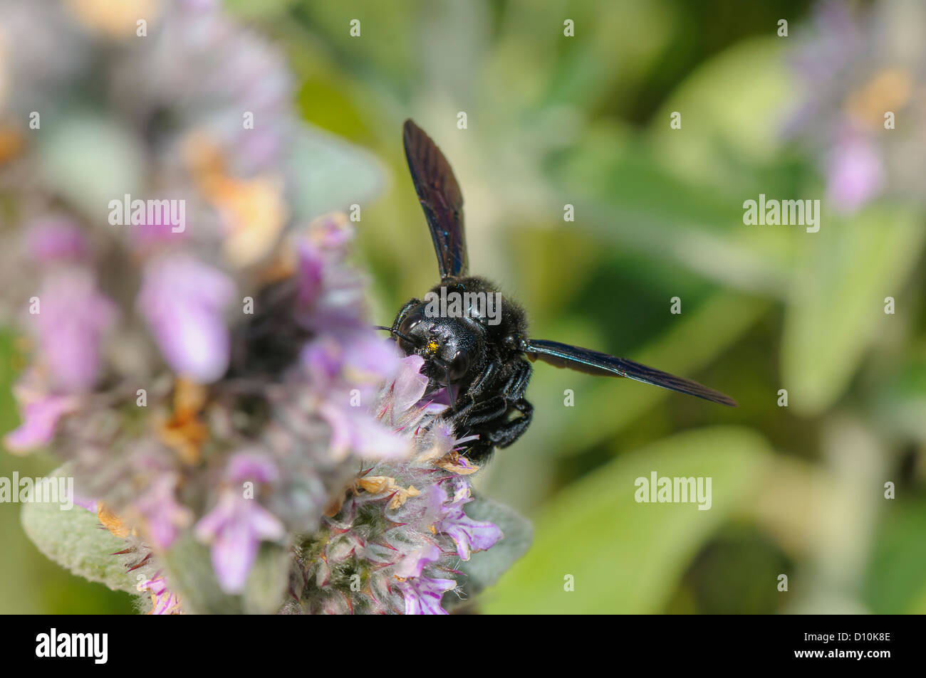 Blaue Holzbiene, Xylocopa violacea, carpenter bee Stock Photo
