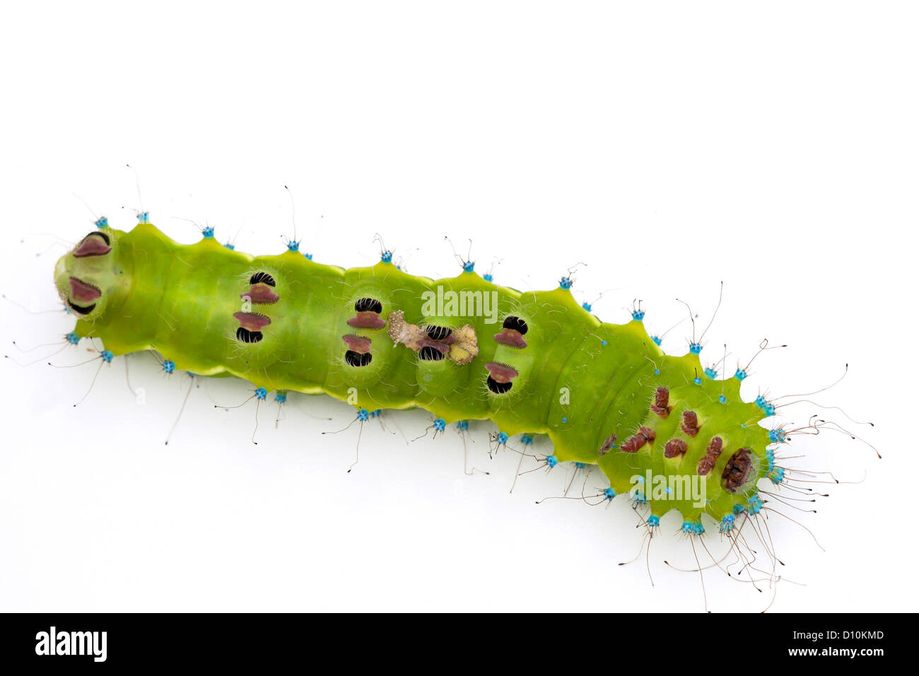 Caterpillar of a giant silk moth upside down on white background Stock Photo