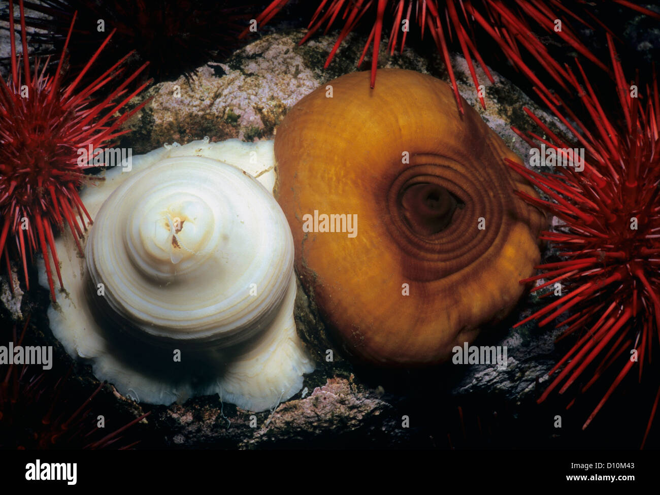 Close-up of Metridium Anemones (Metridium facimen) and Red Sea Urchins (Strongylocentrotus franciscanus). Canada Stock Photo