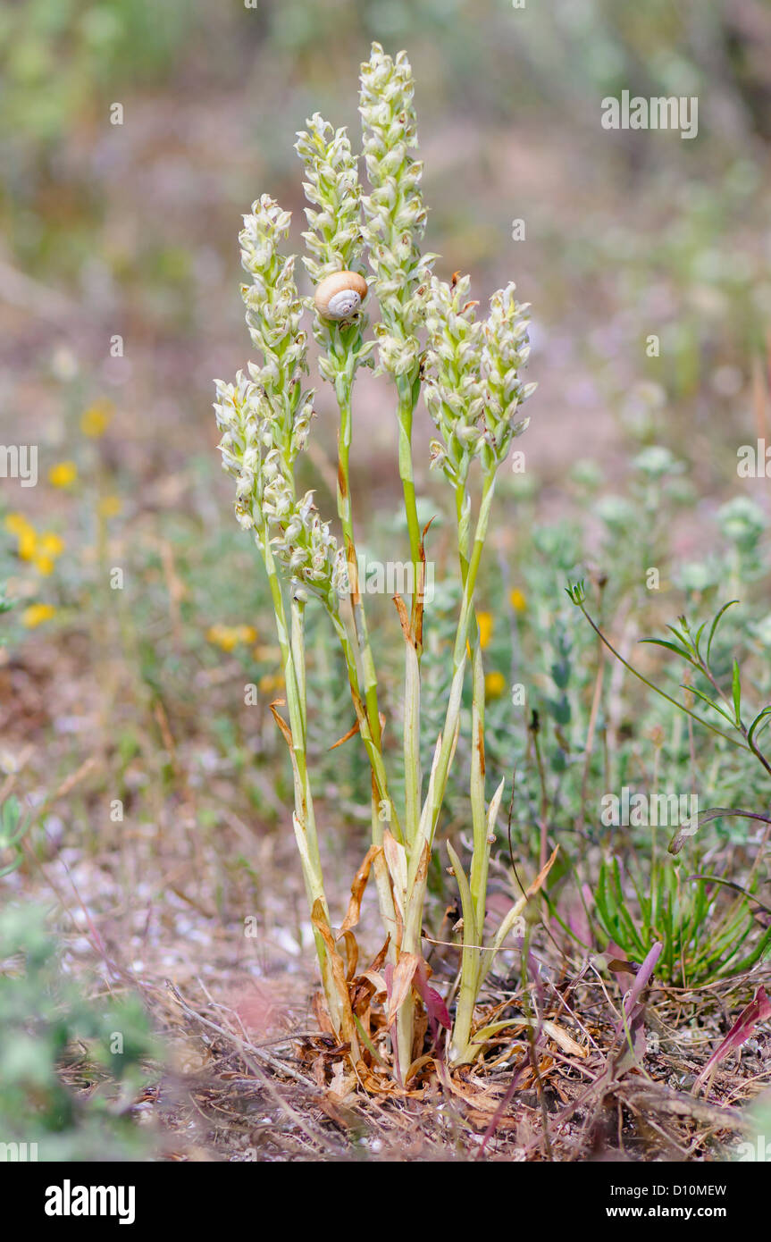 Weisses Wanzen Knabenkraut, Orchis coriophora, Bug Orchid or Fragrant Orchid Stock Photo