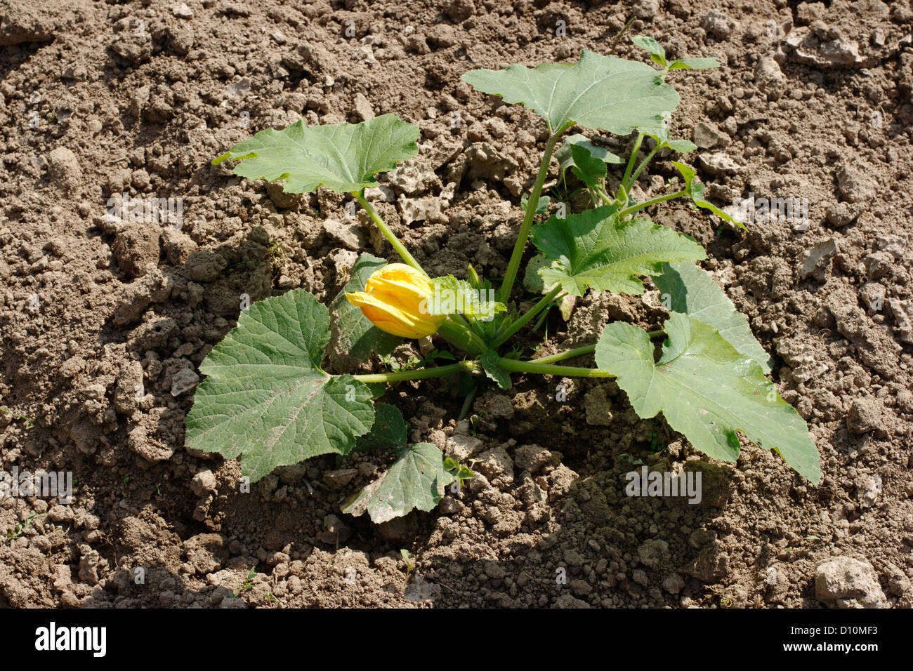leaves of growing marrow squash plant in garden Stock Photo