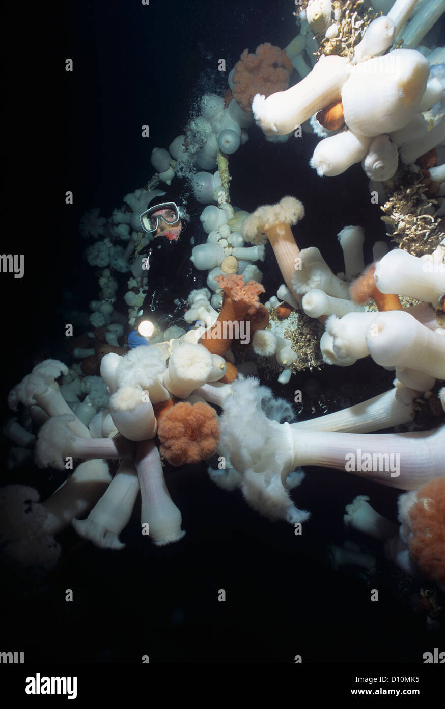 White plumose anemone High Resolution Stock Photography and Images Alamy