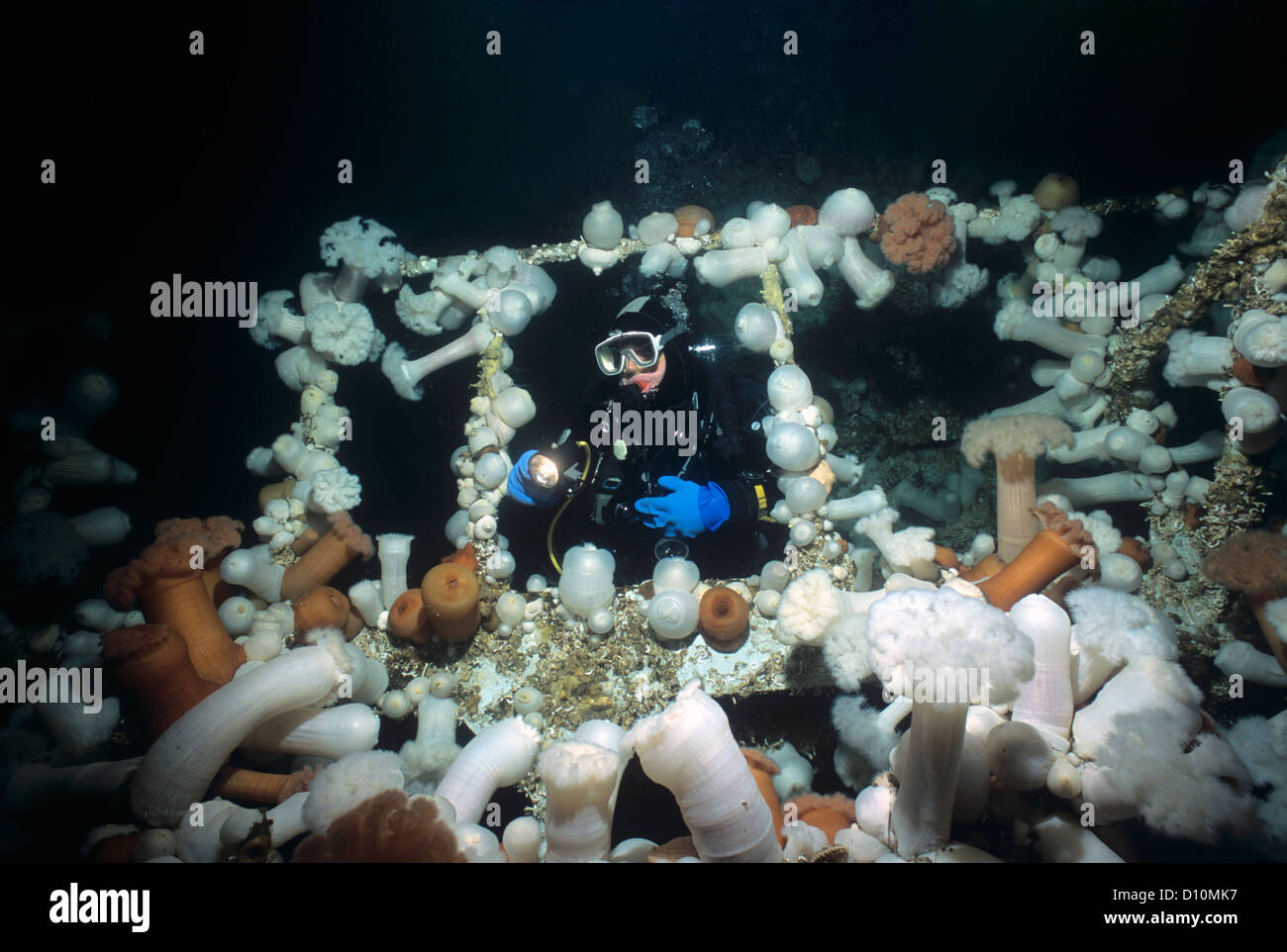 Diver exploring Bridge on Saskatchewan (artificial reef) covered with Giant Plumose Anemone (Metridium farcimen) Stock Photo