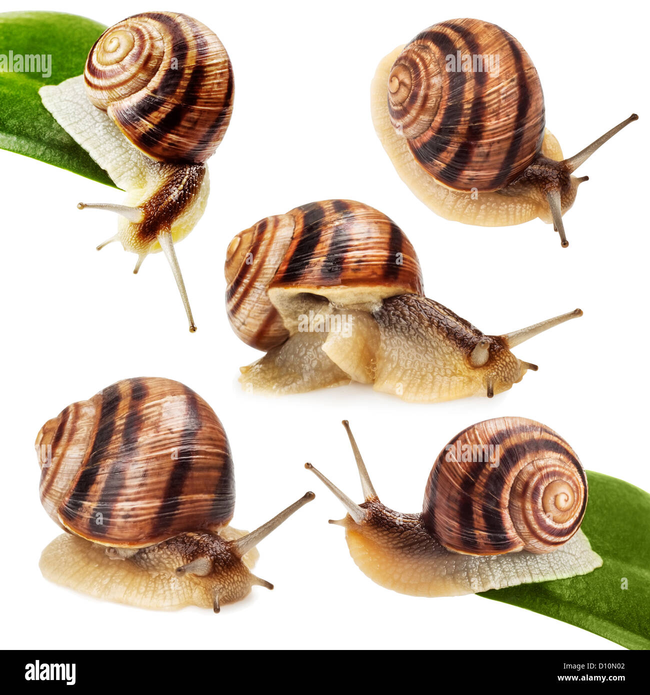 garden snail on green leaf isolated white background Stock Photo - Alamy