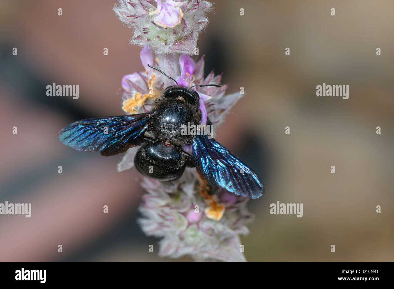 Blaue Holzbiene, Xylocopa violacea, carpenter bee Stock Photo