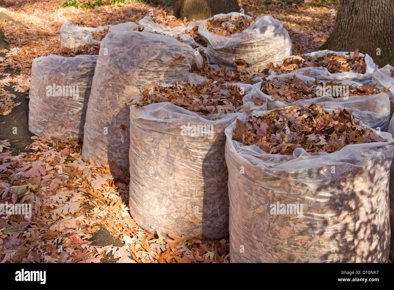 https://c8.alamy.com/comp/D10NK7/large-clear-trash-bags-full-of-fallen-oak-leaves-in-autumn-ready-for-D10NK7.jpg