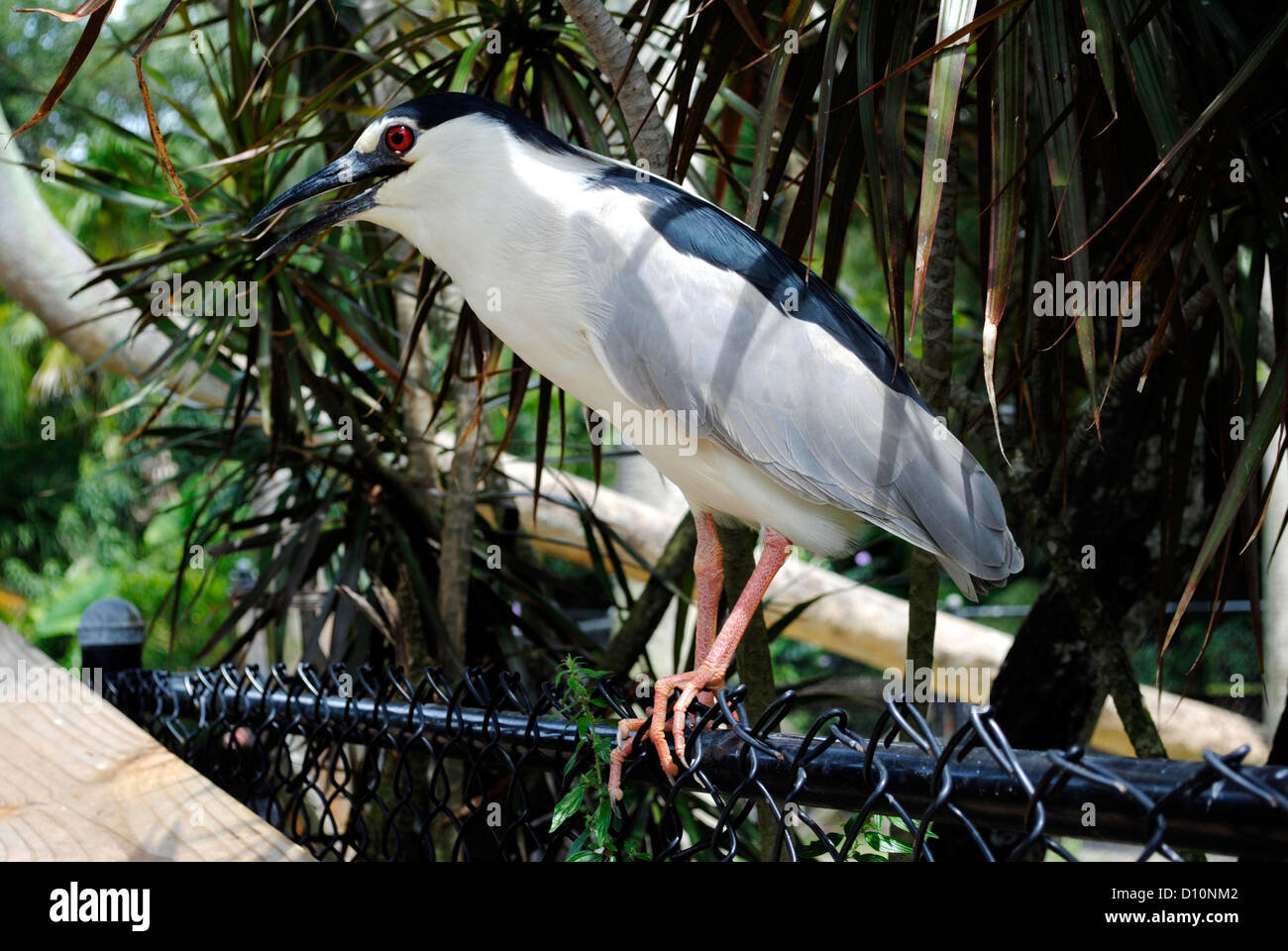 Black-crowned night heron Latin name Nycticorax nycticorax Stock Photo