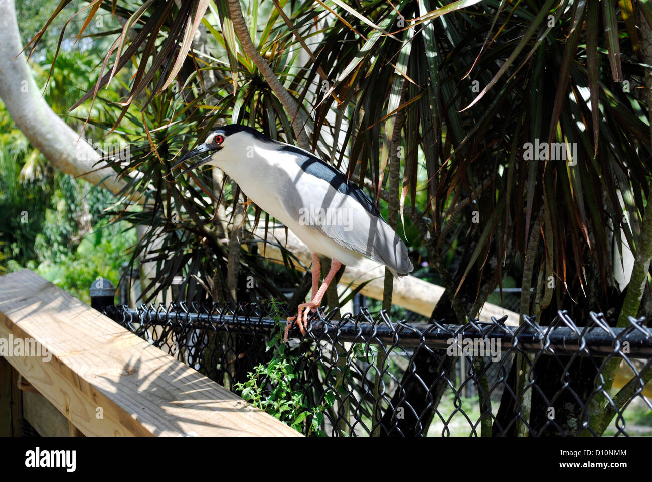 Black-crowned night heron Latin name Nycticorax nycticorax Stock Photo