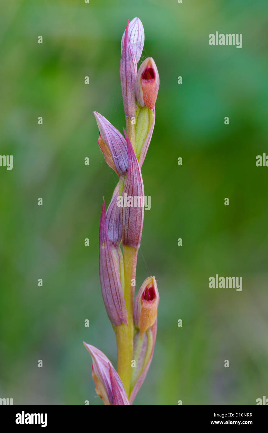 Kleinblütiger Zungenstendel, Serapias parviflora, Small flowered Tongue Orchid Stock Photo