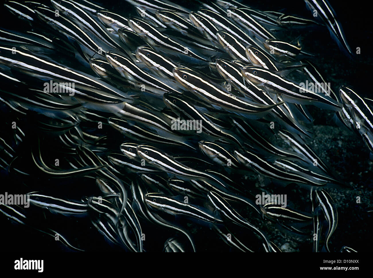 Close-up of many Stripped Catfish (Plotosus lineatus). Lembeh Strait, Sulawesi, Celebes Sea, Indonesia. Stock Photo