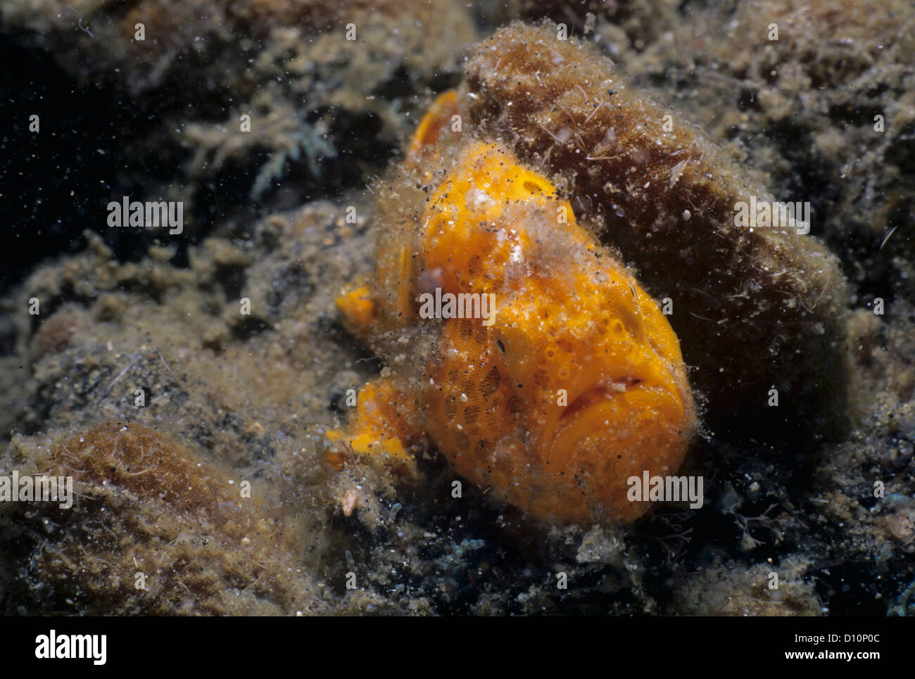 Close-up of Warty Frogfish (Antennarius maculatus). Lembeh Strait, Sulawesi, Celebes Sea, Indonesia Stock Photo