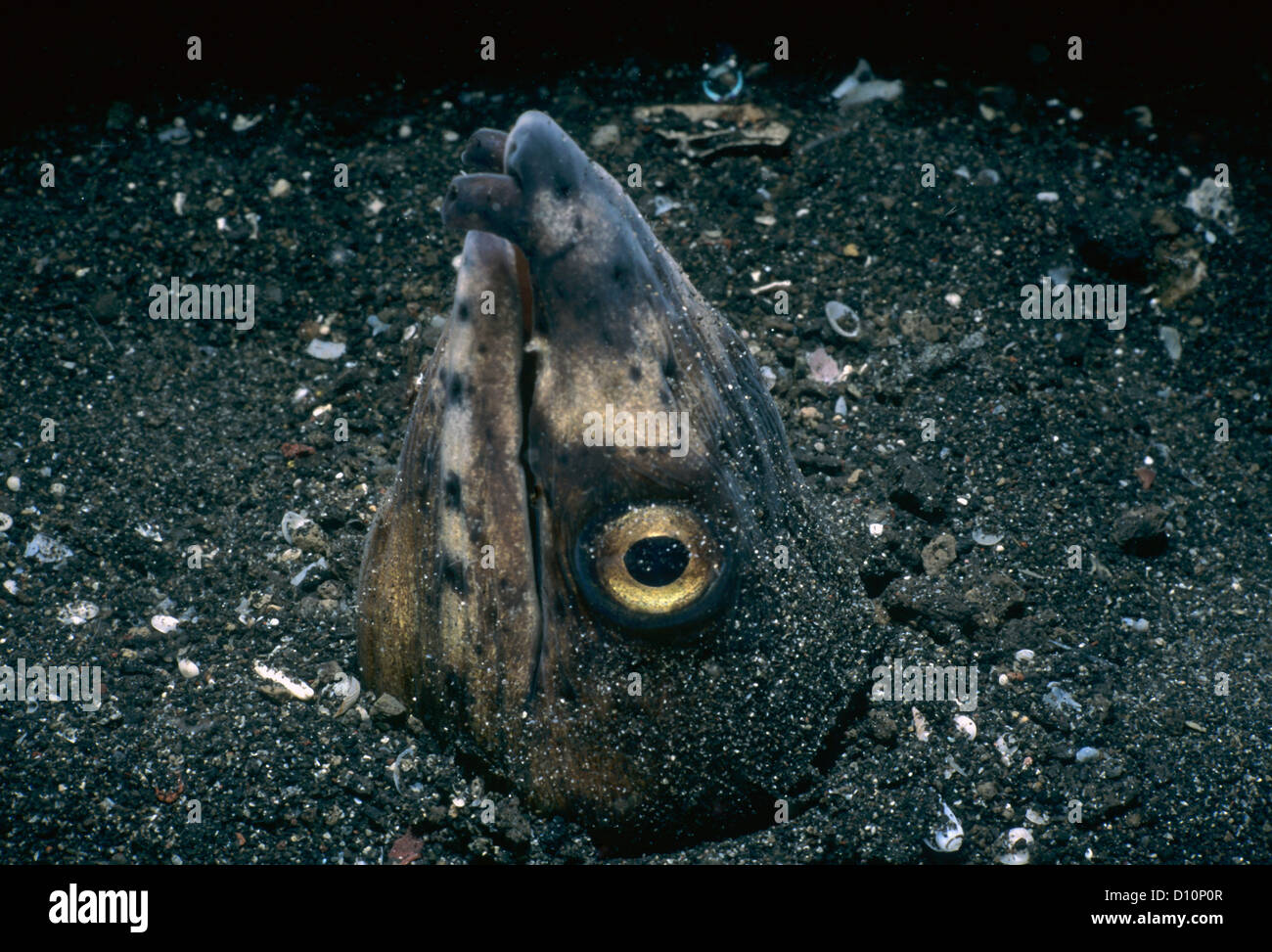 Close-up of High-Fin Snake Eel (Ophichthus altipennis). Lembeh Strait, Sulawesi, Celebes Sea, Indonesia Stock Photo