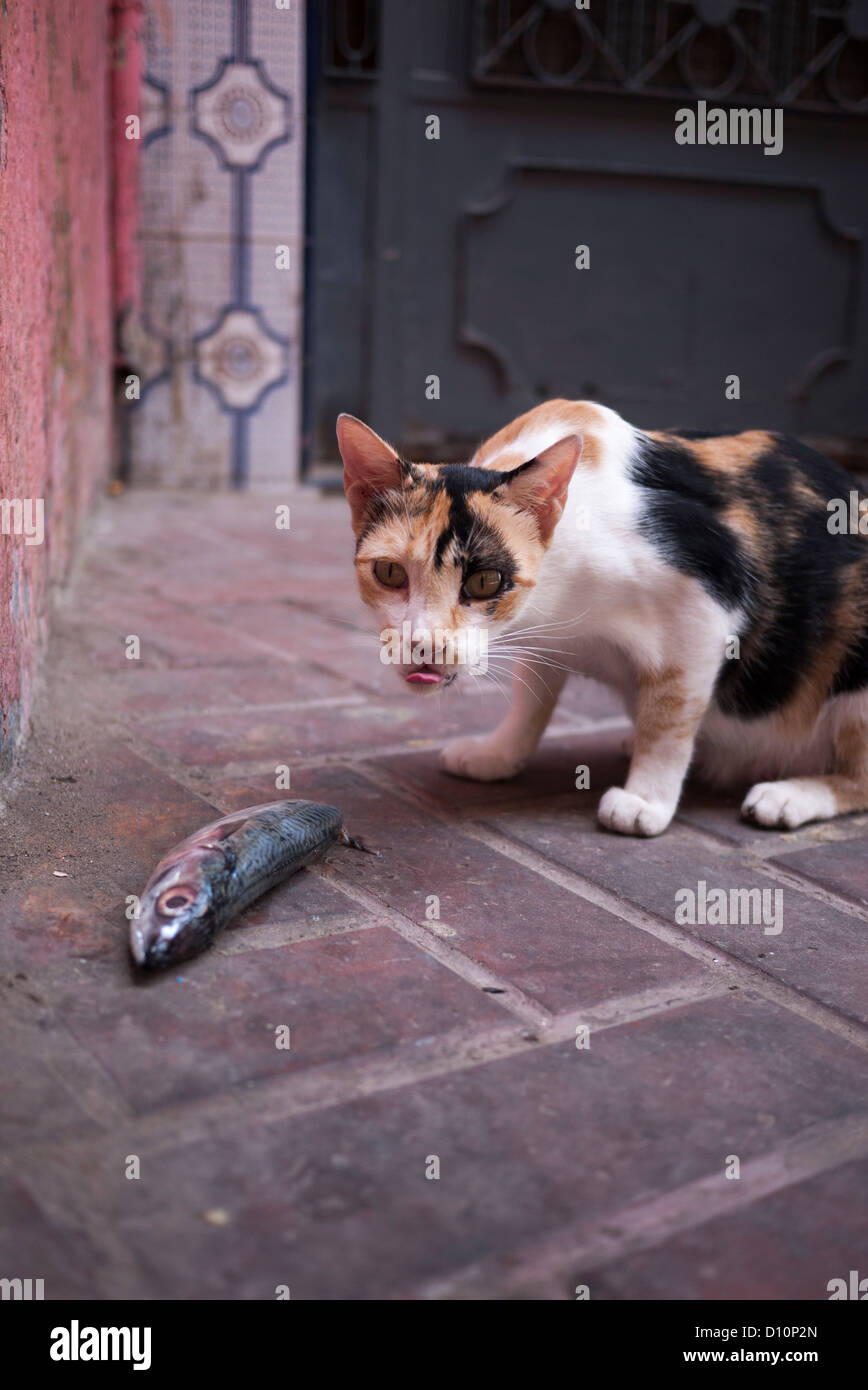 Cat and sardine Stock Photo Alamy