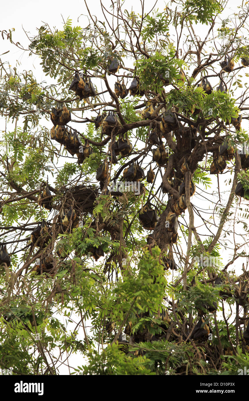 Bats nest in the trees outside the zoo, in Kumasi, Ghana Stock Photo