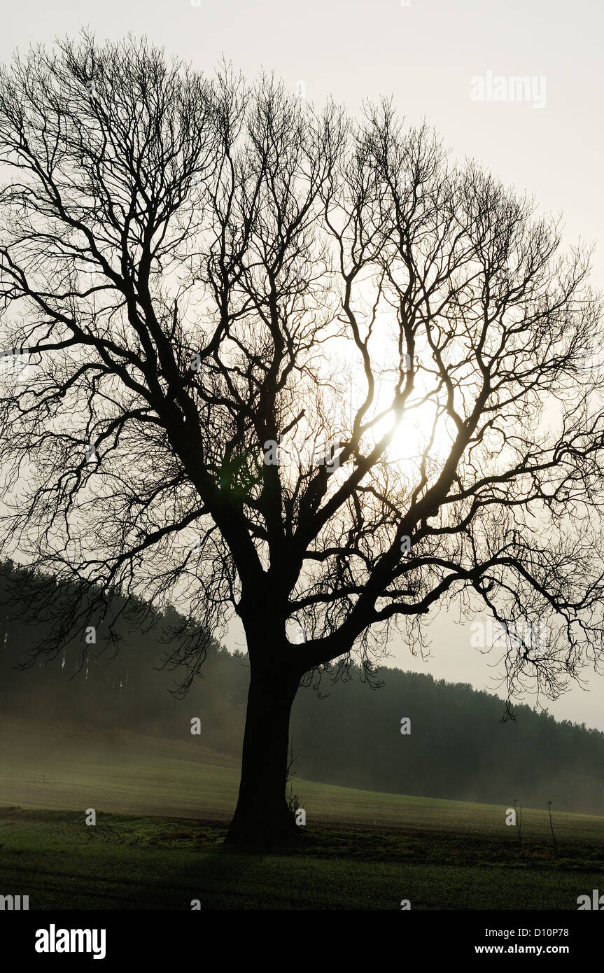 Ash Tree Winter Uk Stock Photos & Ash Tree Winter Uk Stock Images Alamy