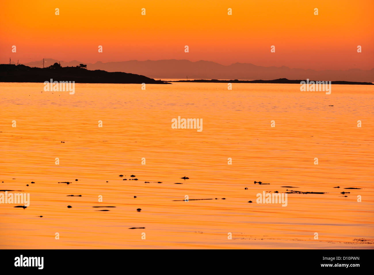 Kelp beds and distant Oak Bay before sunrise near Clover Point