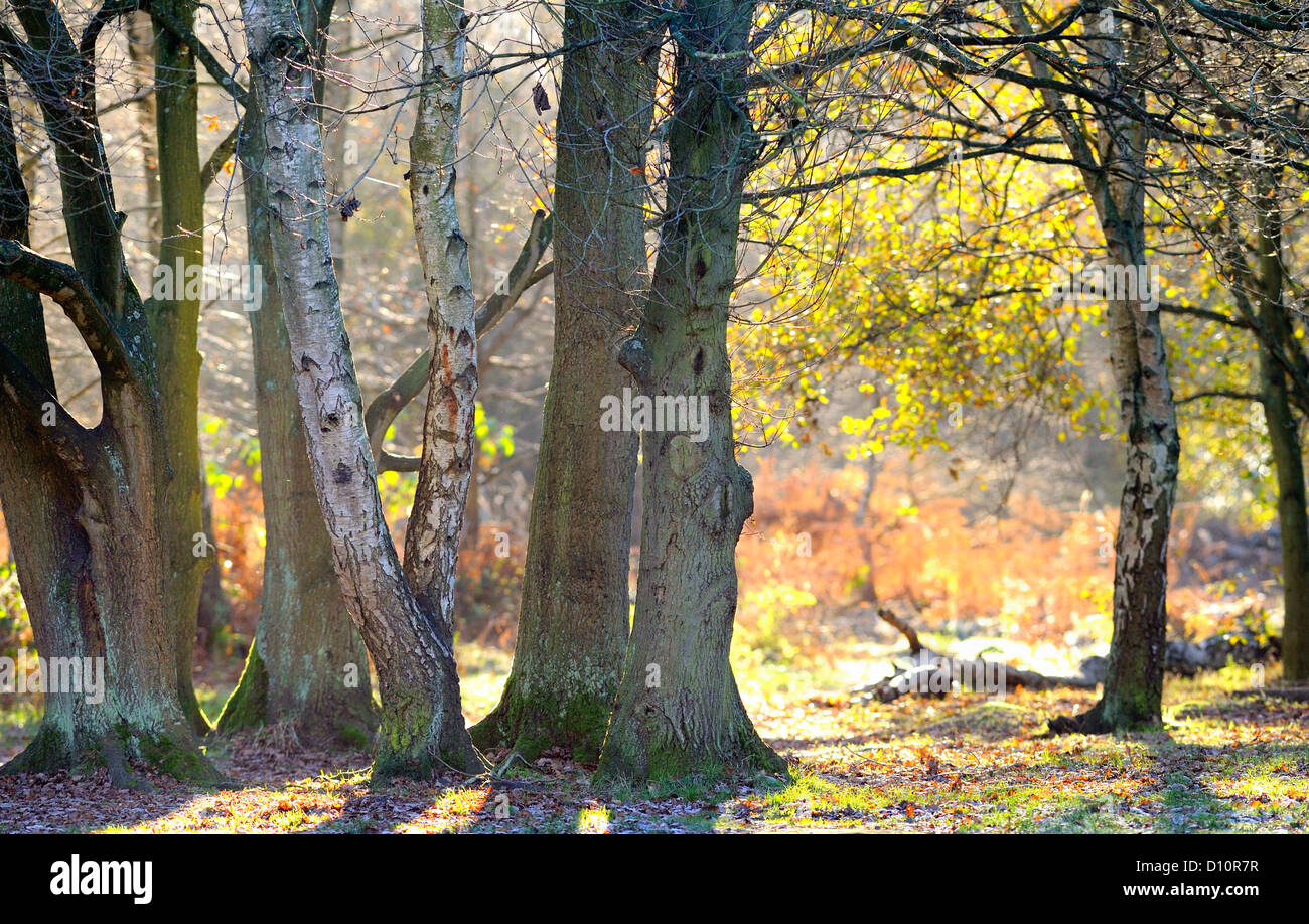 A group of back lit trees with a thin layer of frost on the ground during winter. Stock Photo