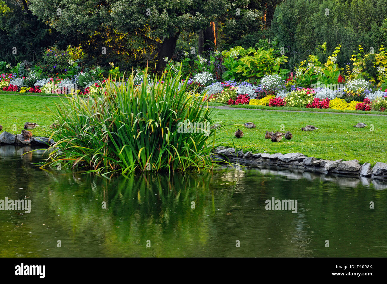 Beacon Hill Park in late summer at dawn, Victoria, British Columbia BC, Canada Stock Photo