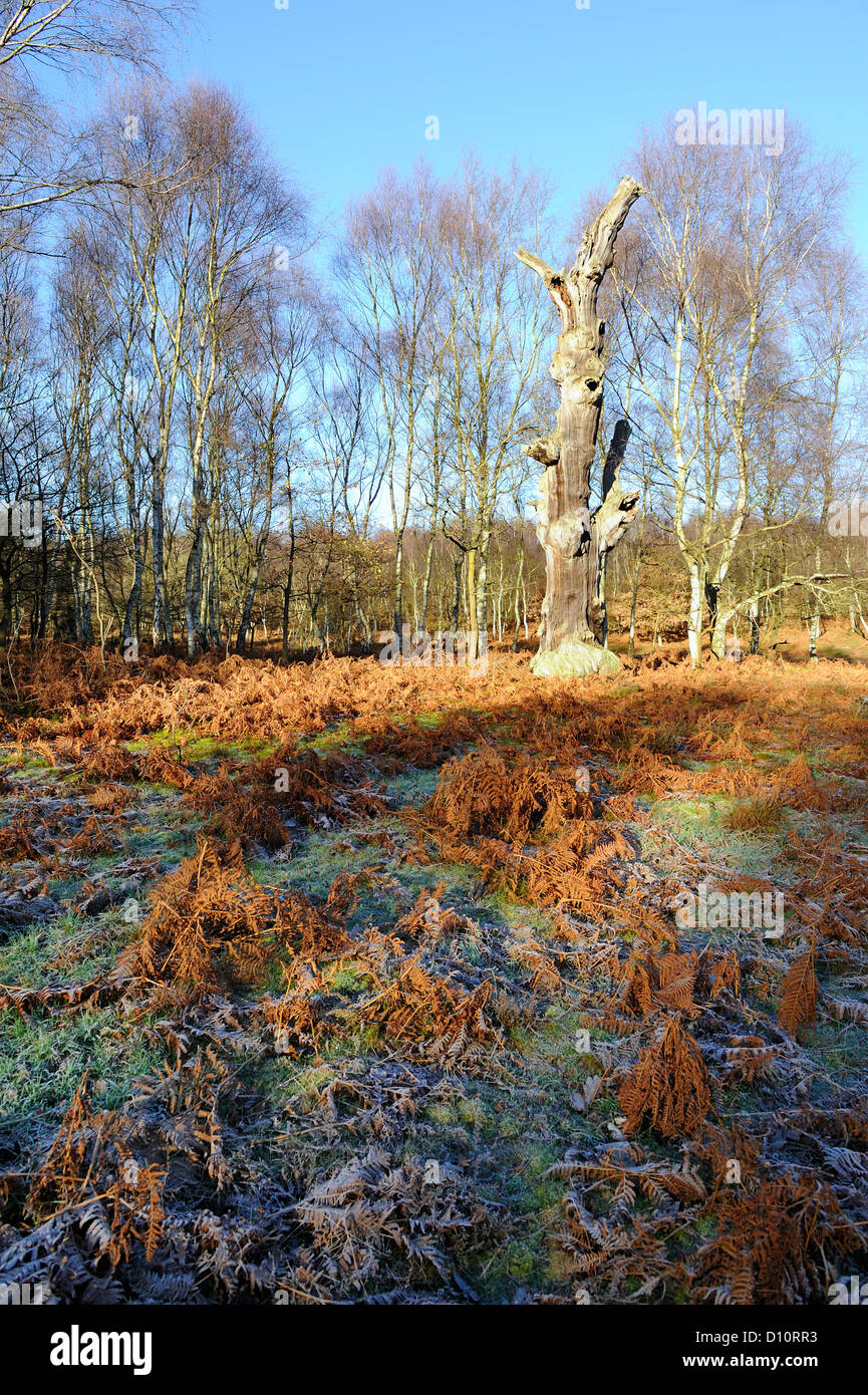 Old english oak tree winter hi-res stock photography and images - Alamy