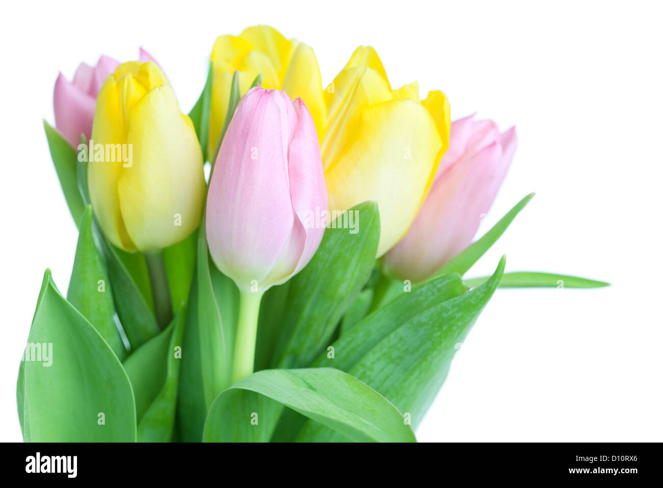 Beautiful tulip bouqet isolated on white background Stock Photo - Alamy