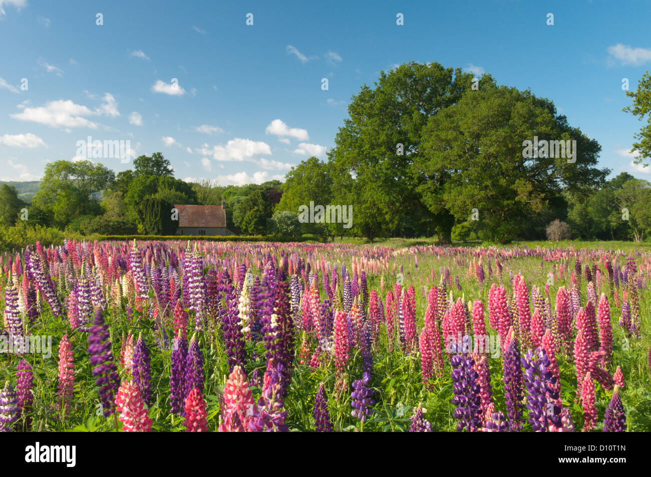 Lupins in field in front of St Peter's Church, Terwick, Rogate, West Sussex, UK. South Downs National Park. June. Stock Photo