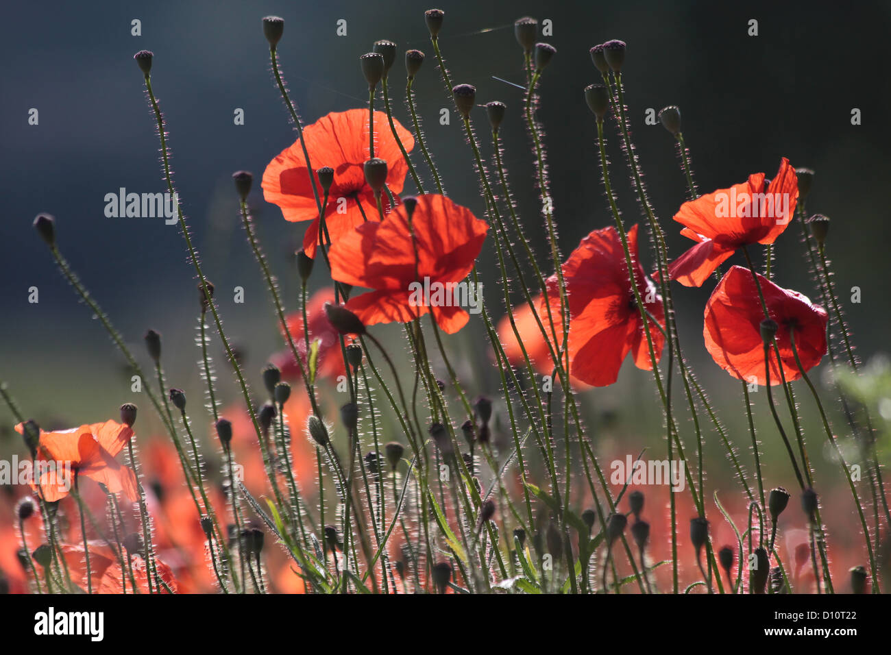 Poppies at the edge of an field near the village of Villars in Provence in southern France Stock Photo