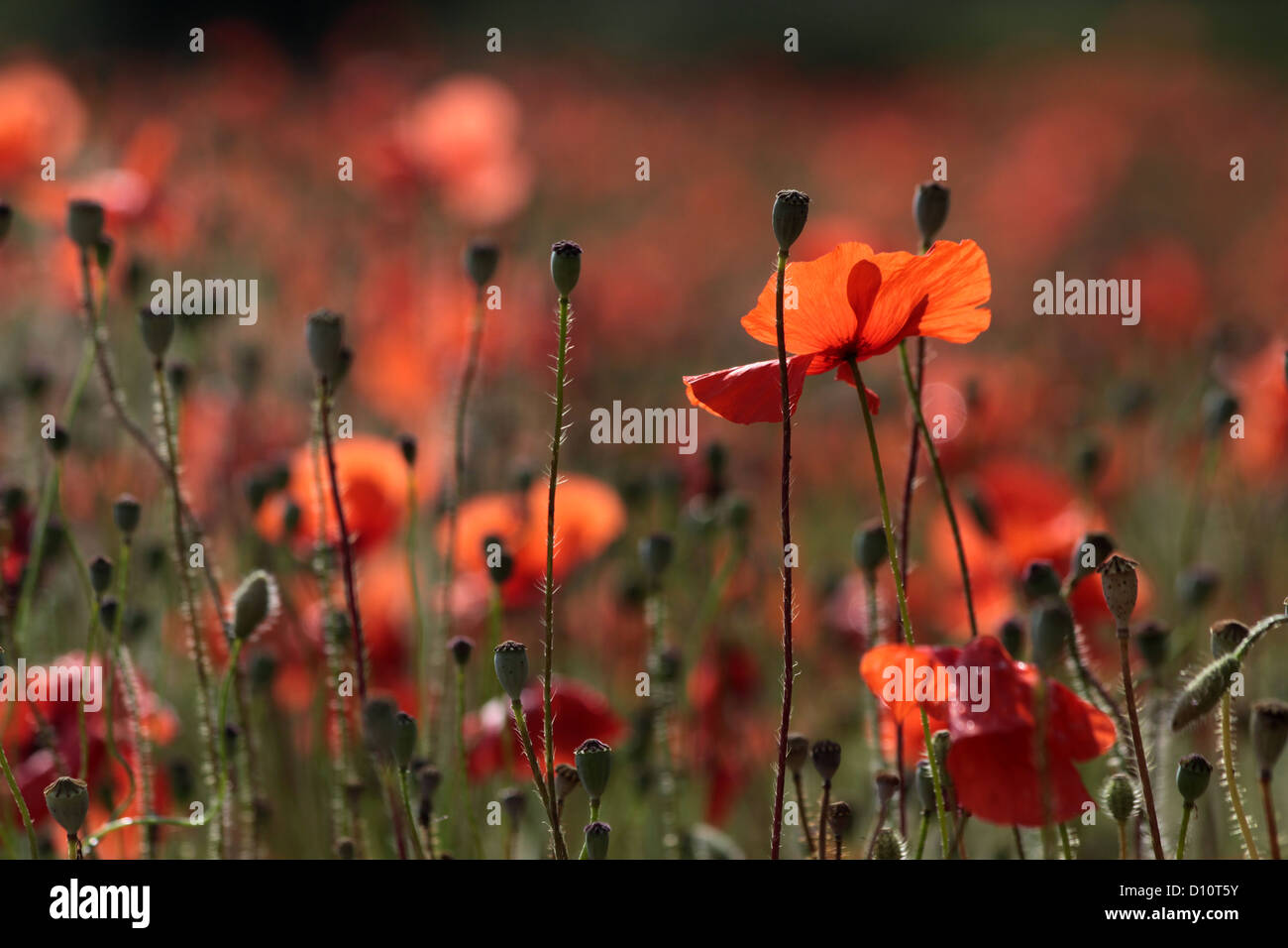 Poppies field in luberon france hi-res stock photography and images - Alamy