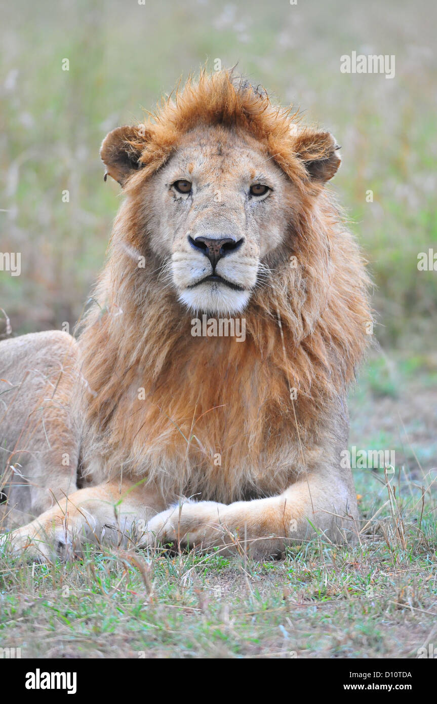 Adult male lion sitting hi-res stock photography and images - Alamy