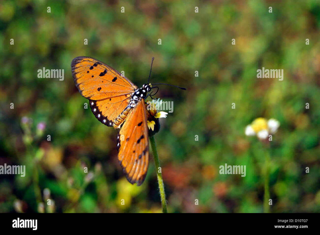 Tawny Coster Butterfly ( Acraea terpsicore ) Sitting on flower Stock Photo