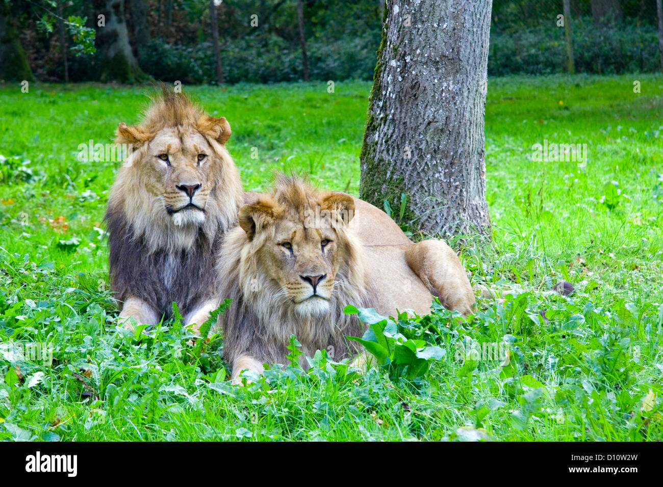 Two lions Longleat Safari Park Wiltshire UK Stock Photo