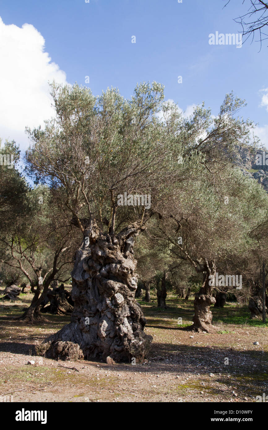 olive trees old centenary Mallorca Majorca balearic islands Spain
