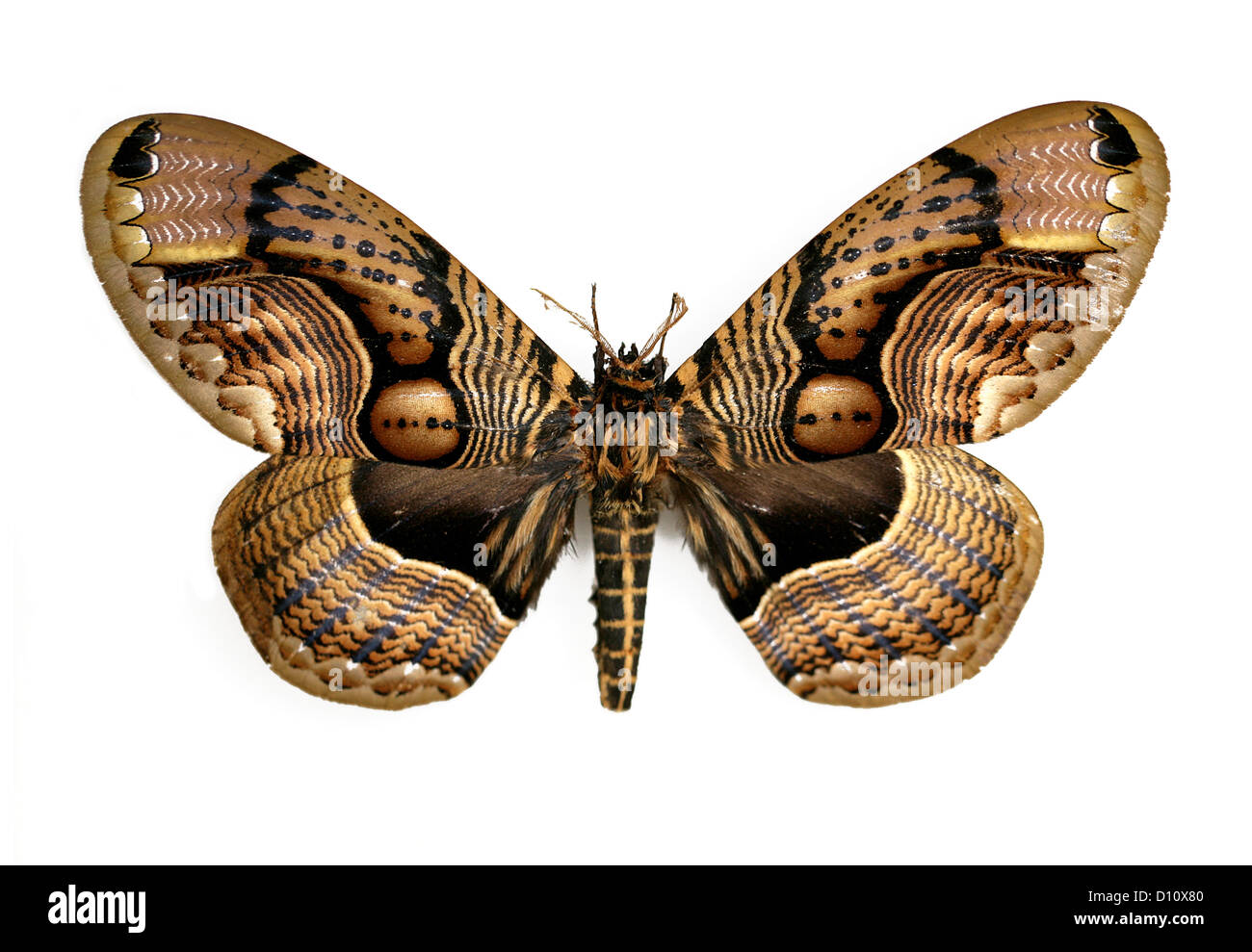 Owl Moth, Brahmaea wallichii, Brahmaeidae, Lepidoptera. South-east Asia. Stock Photo