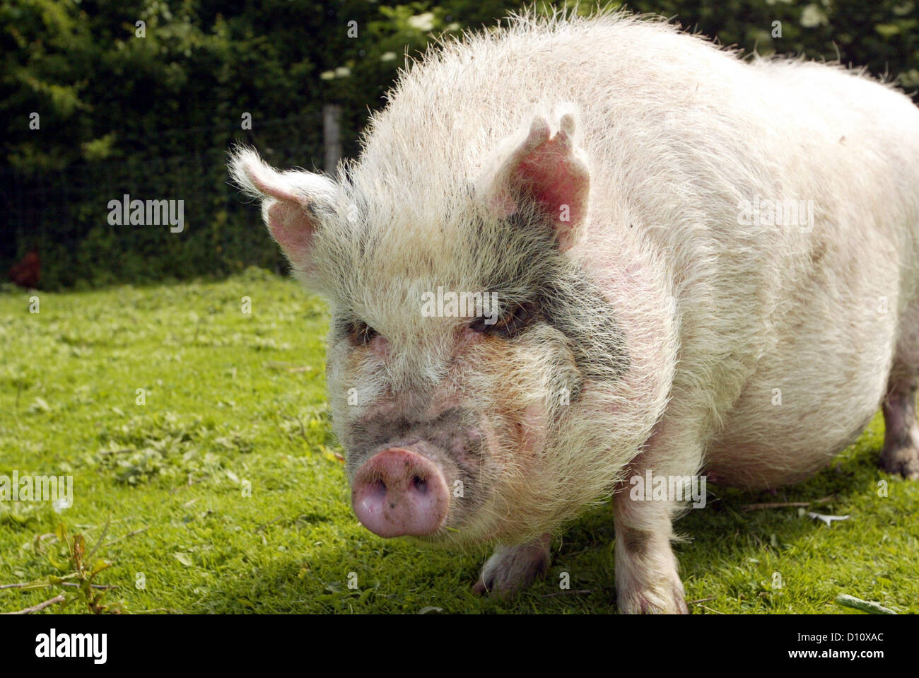 Vietnamese pot bellied pig pink snout trotters Stock Photo Alamy