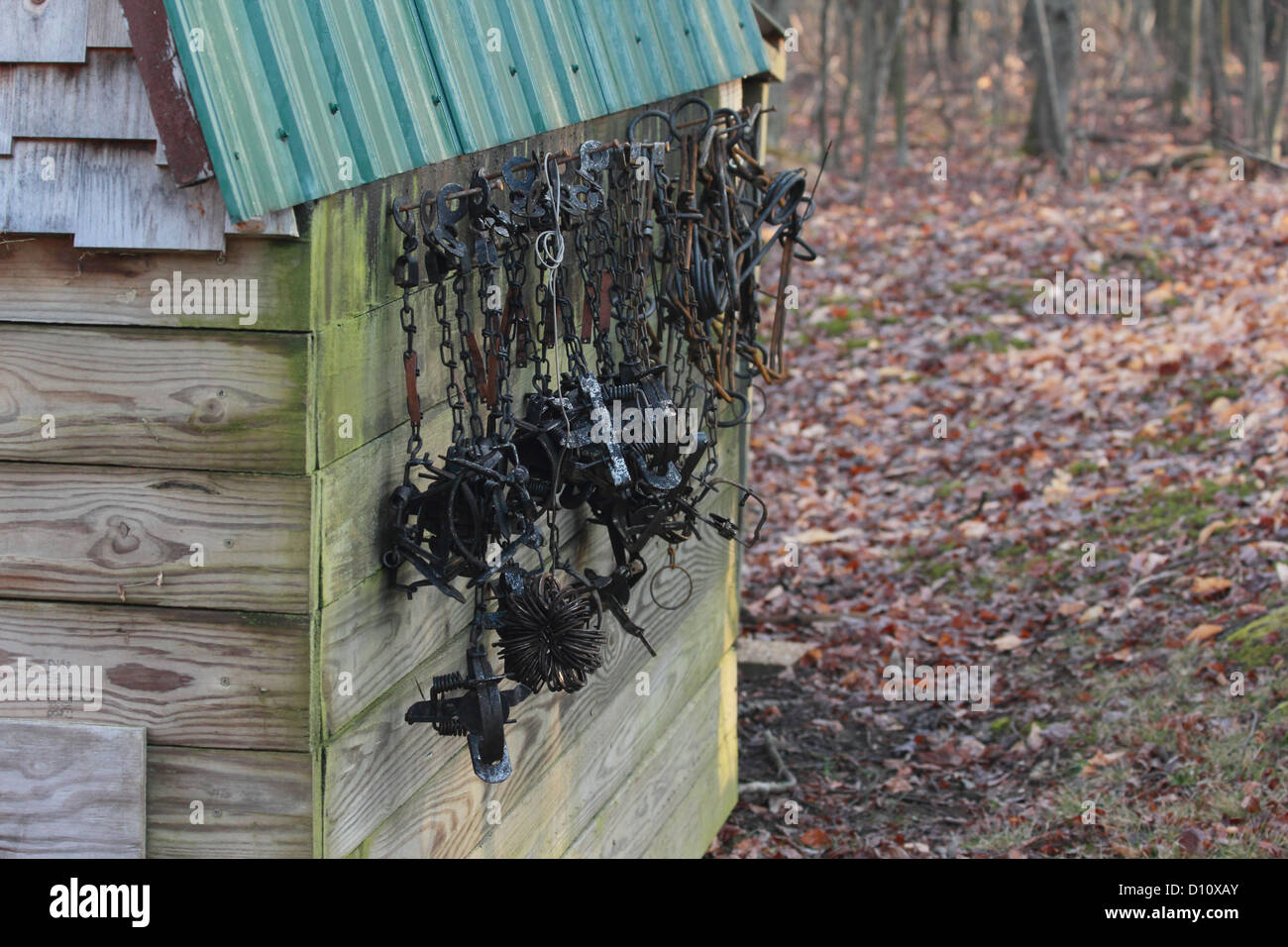 A group of foothold traps hanging from a trapper's shed. Stock Photo