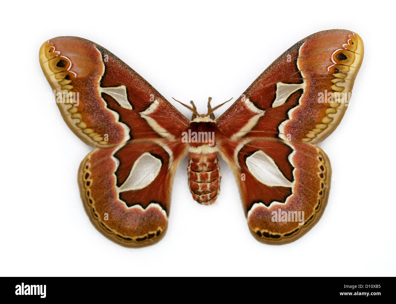 Rothchild's Atlas Moth, Rothschildia jacobaeae, Saturniidae. Brazil. Stock Photo