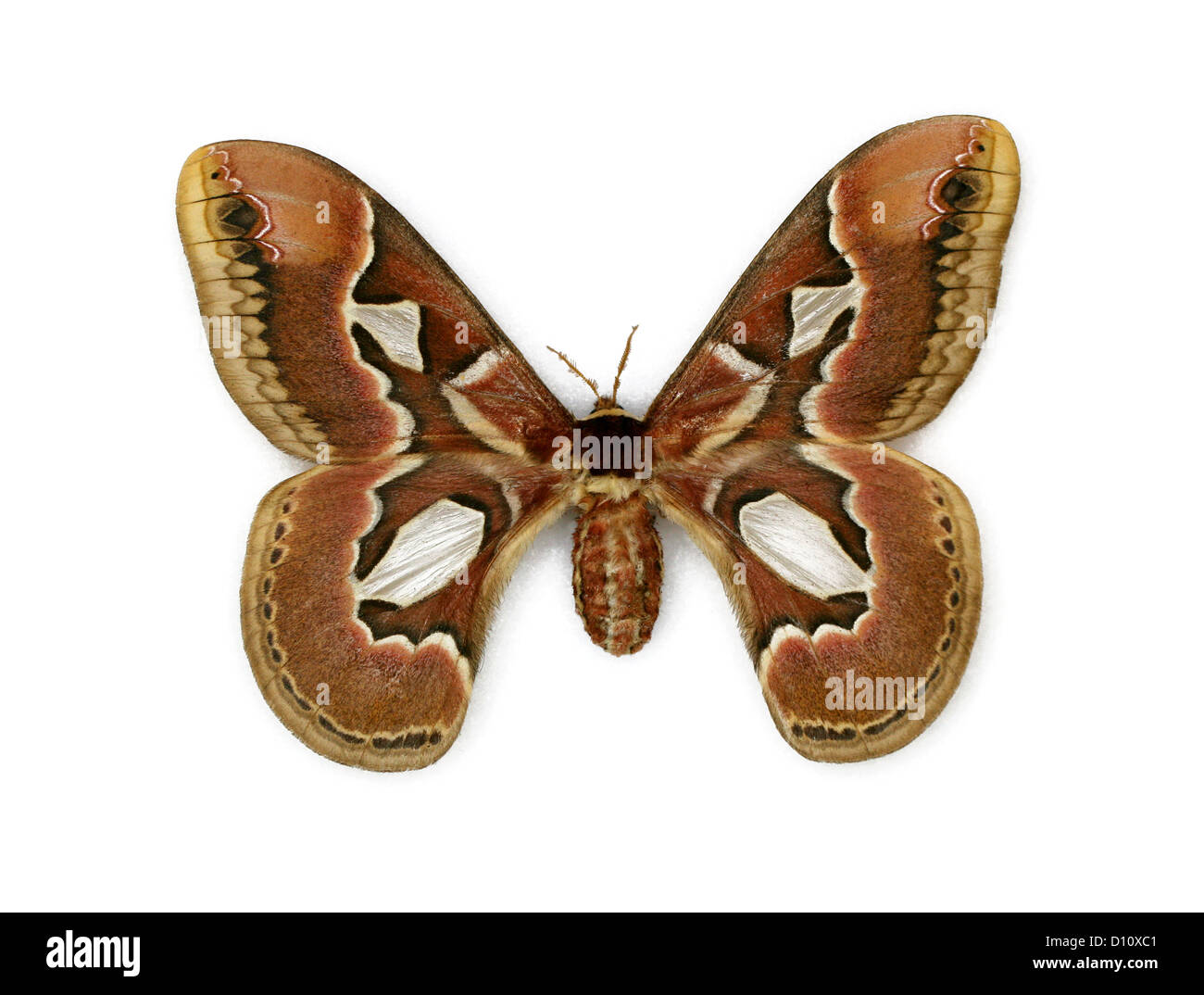 Rothchild's Atlas Moth, Rothschildia jacobaeae, Saturniidae. Brazil. Stock Photo