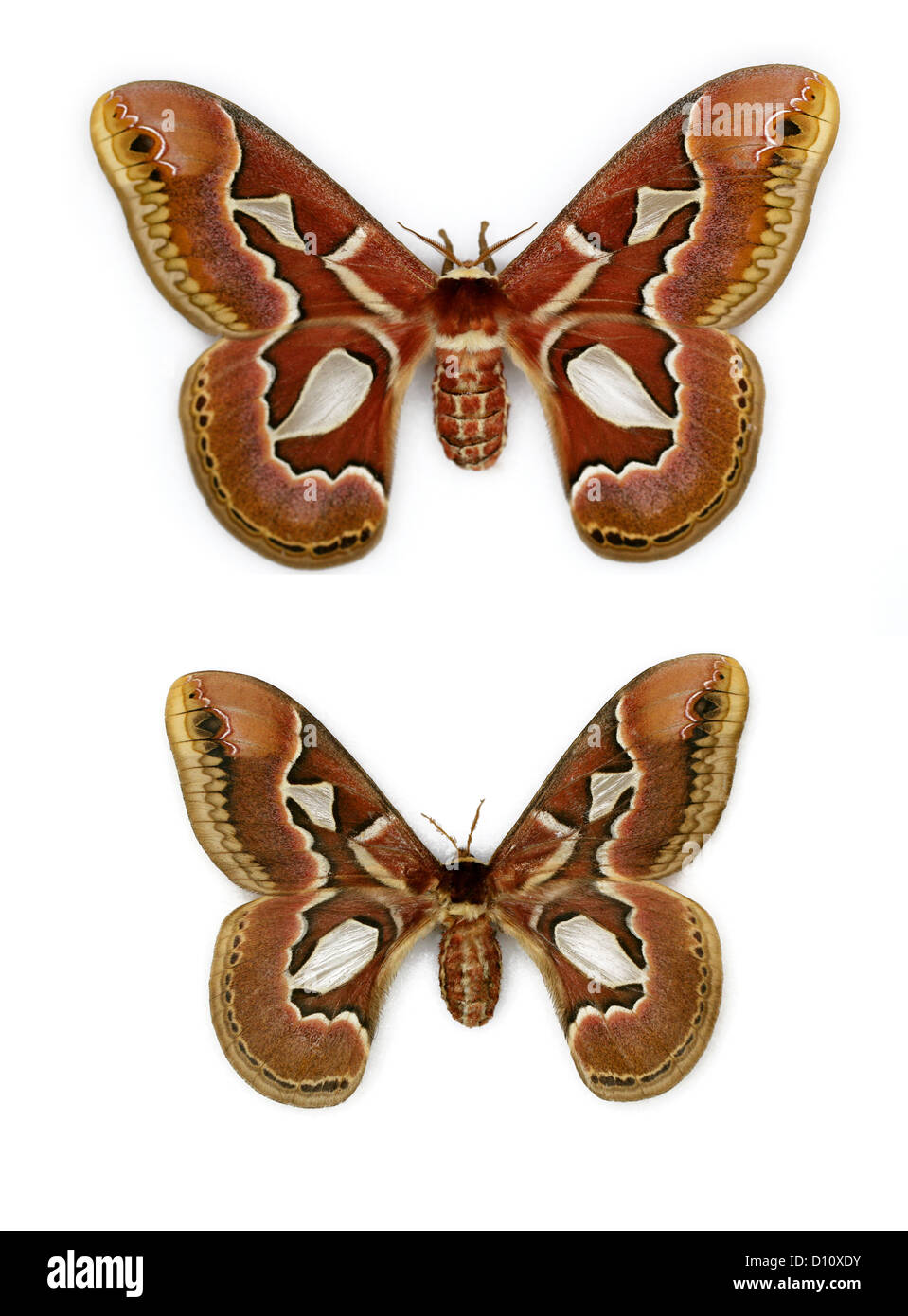 Rothchild's Atlas Moths, Rothschildia jacobaeae, Saturniidae. Brazil. Male (bottom) and Female (top). Stock Photo