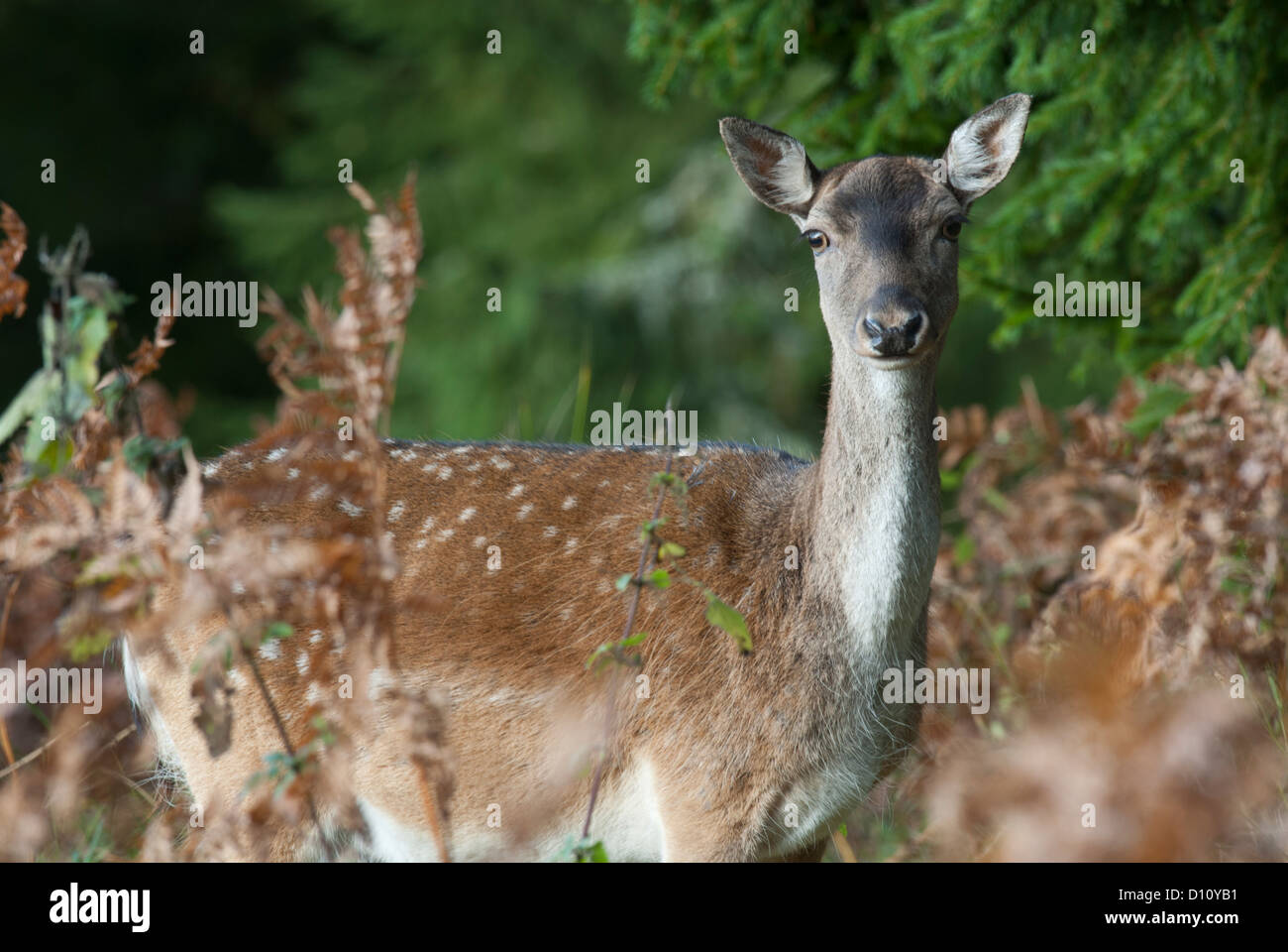 Fallow deer Dama dama female dovhind hind Stock Photo