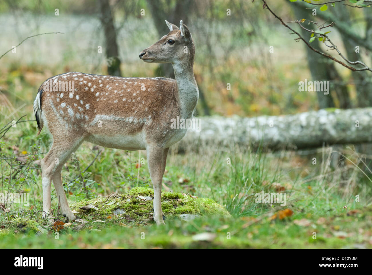 Fallow deer Dama dama female dovhind hind Stock Photo