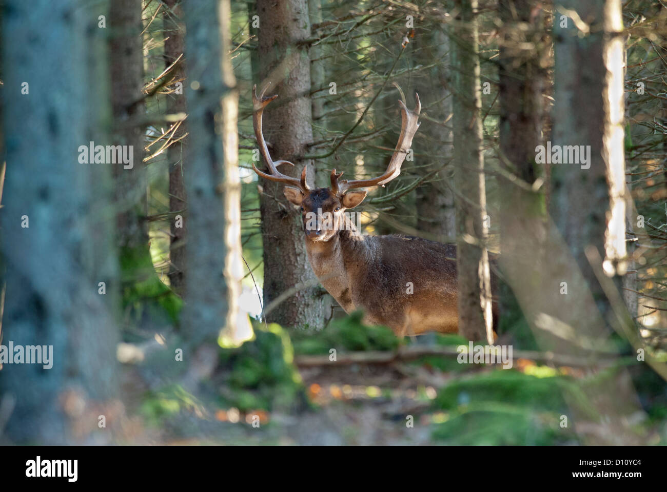 Fallow deer Dama dama stag male dovhjort Stock Photo