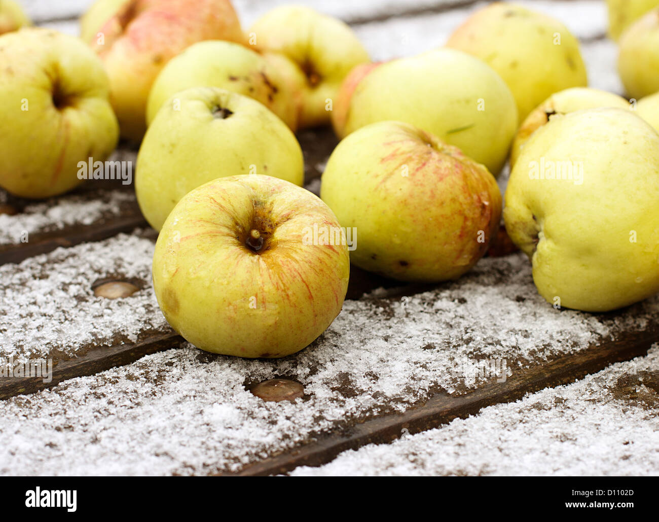 First snow and apples. the winter picture Stock Photo - Alamy