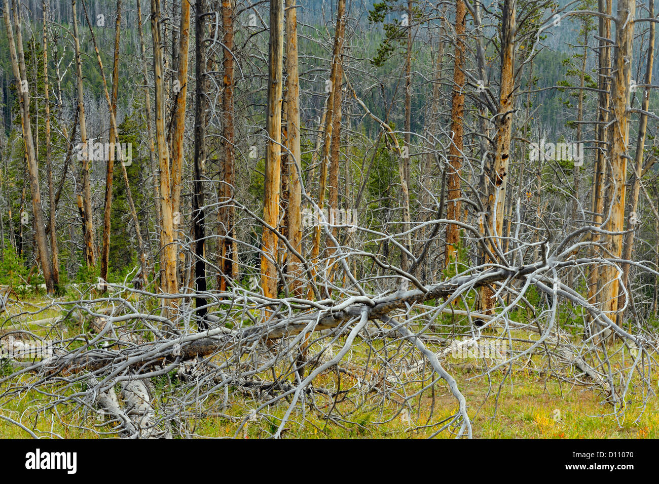 Dead tree snags killed by a forest fire and regenerating forest, Yellowstone NP, Wyoming, USA Stock Photo