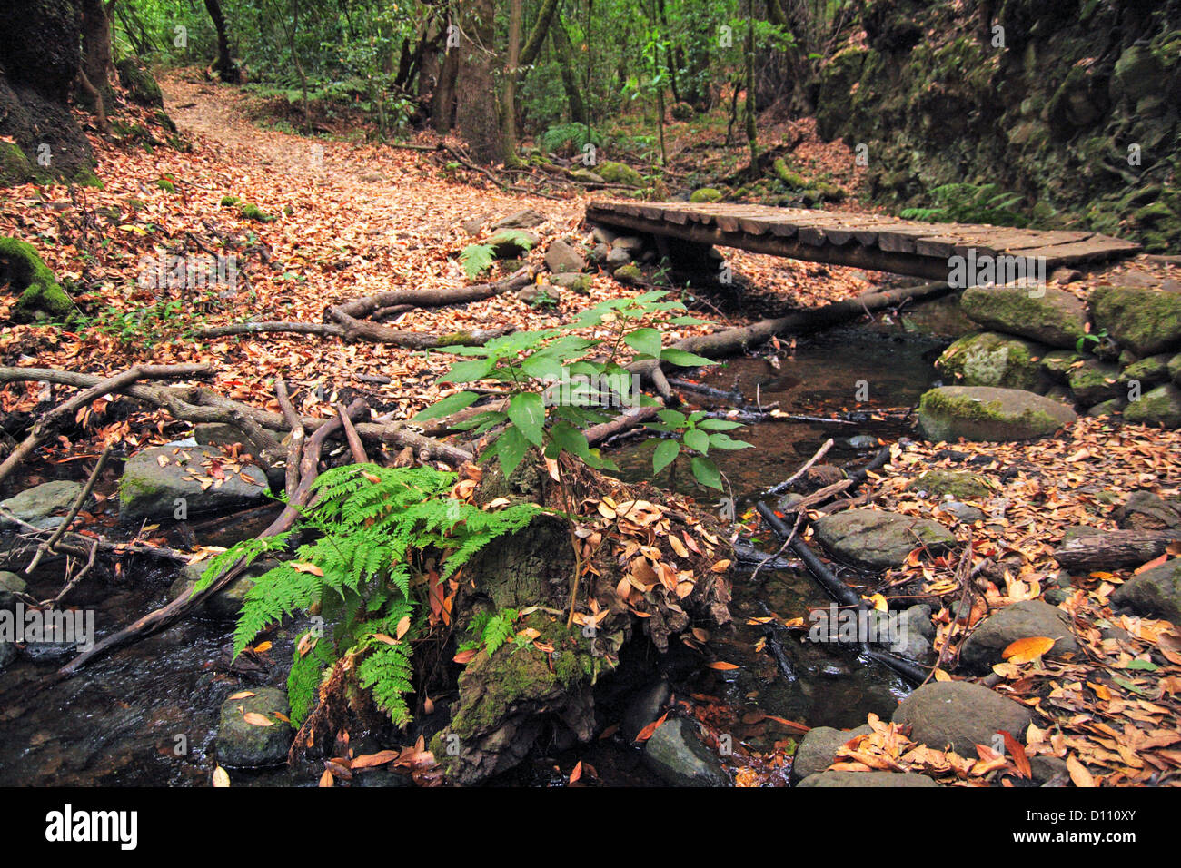 El Cedro forest in La Gomera island (Spain) Stock Photo