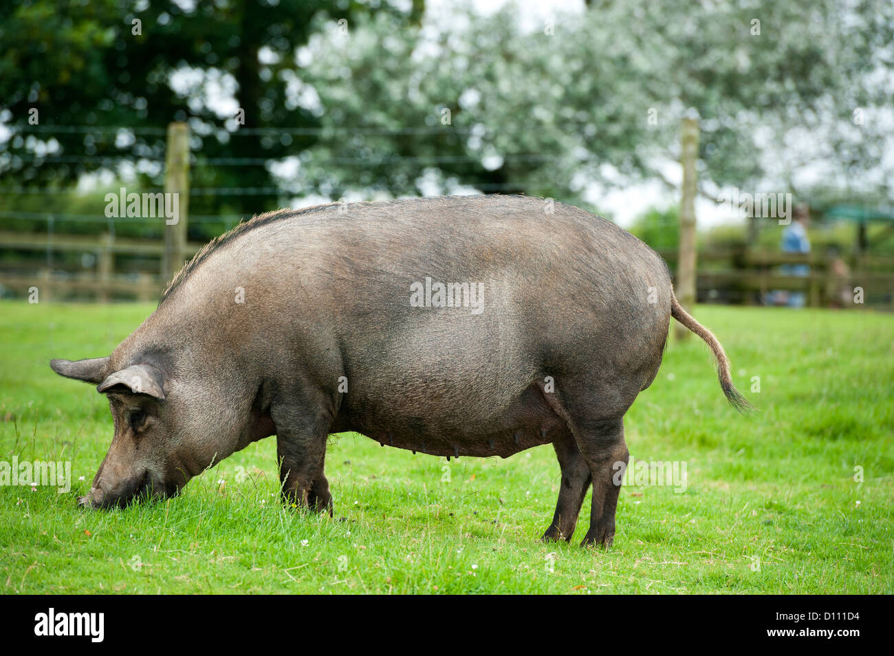 Iron age farm hi-res stock photography and images - Alamy