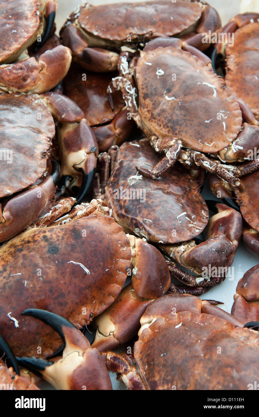 Landing Crabs at Newquay harbour, Cornwall Stock Photo Alamy