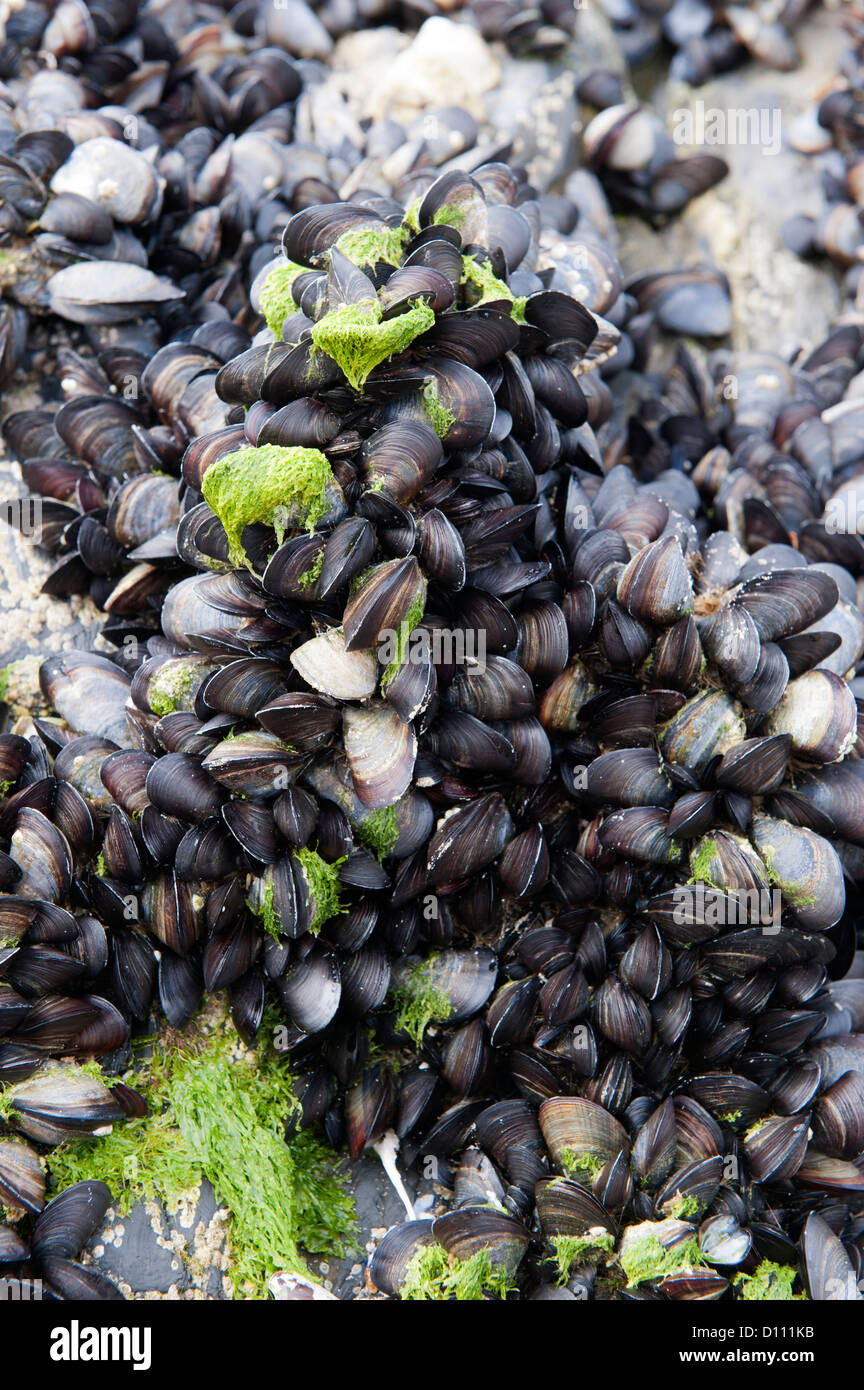 Common Mussel (Mytilus edulis) on rocks near seashore, Cornwall Stock ...